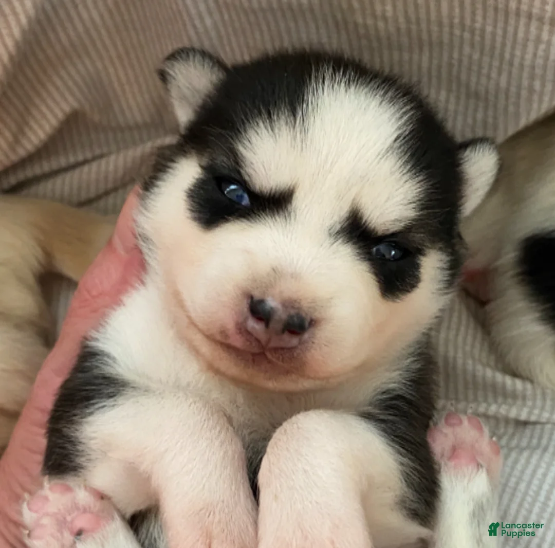 Pomsky dogs for sale: Clover  - Ad 1