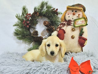 Miniature Dachshund dogs - Ad 14