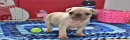 Pug dogs for sale: Sweetheart - Ad 4