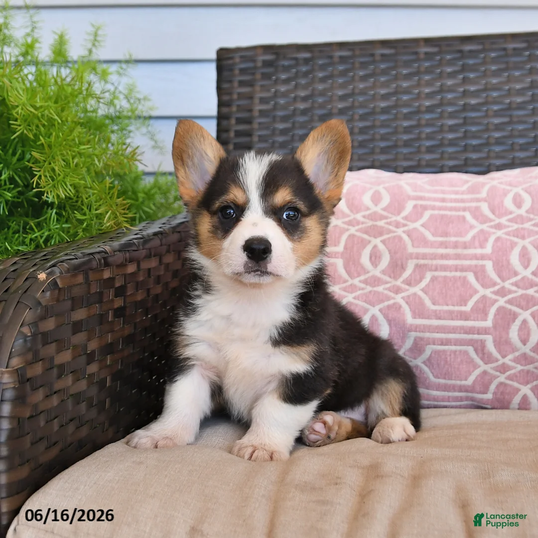 Welsh Corgi Pembroke dogs for sale: Moose - Ad 1