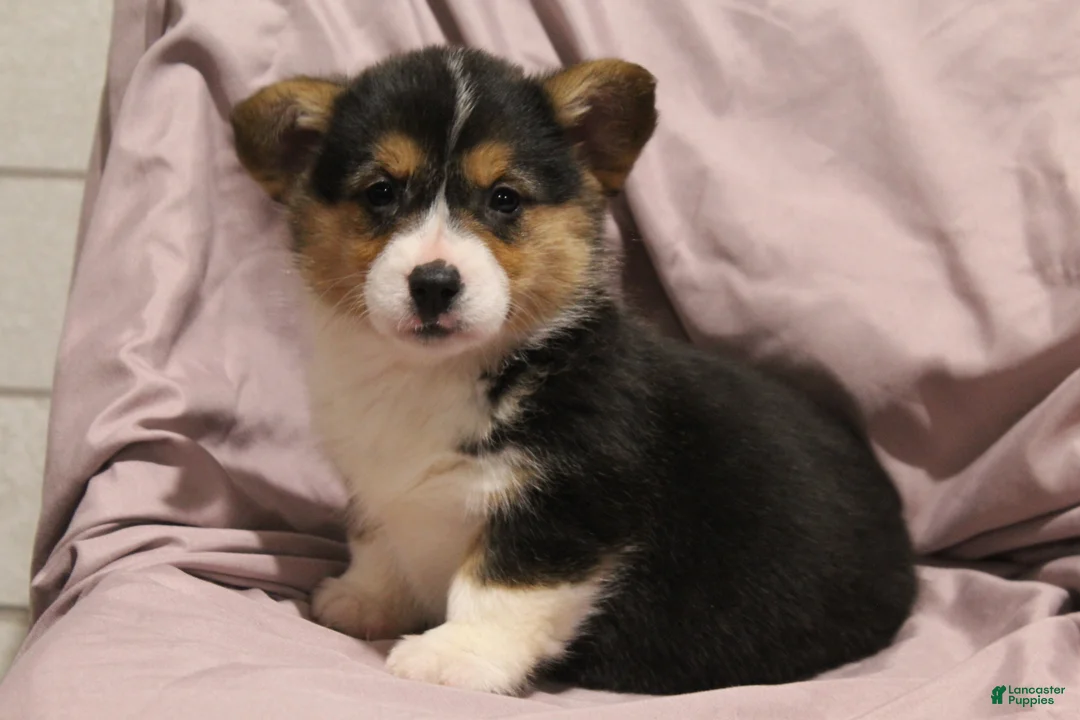 Welsh Corgi Pembroke dogs for sale: Maggie - Ad 1