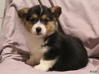 Welsh Corgi Pembroke dogs Maggie - Ad 25