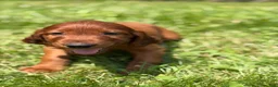 Irish Setter dogs for sale: Yellow collar  - Ad 7