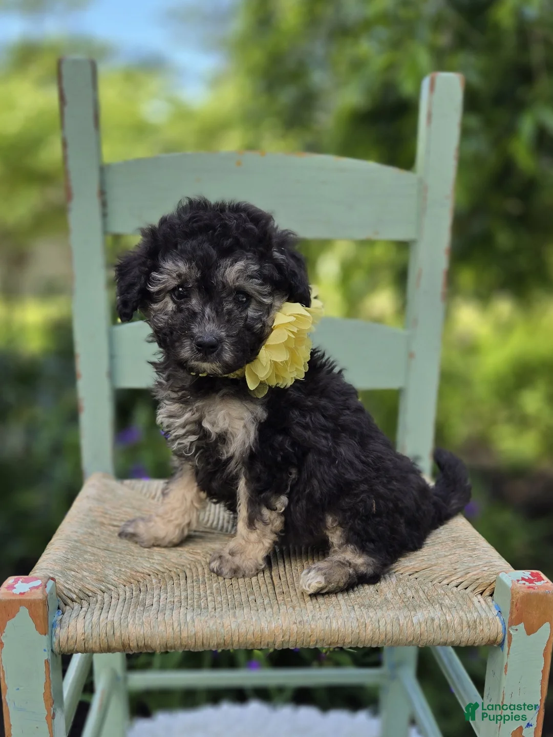 Miniature Poodle dogs for sale: Daffodil - Ad 4