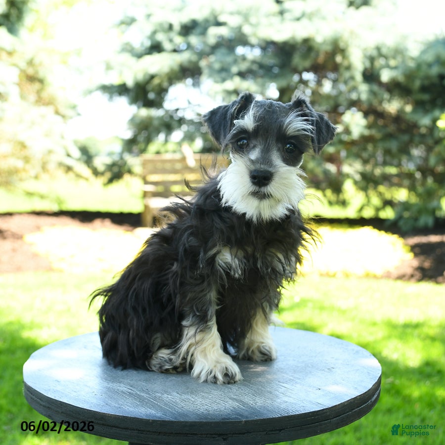 Miniature Schnauzer dogs Banner - Ad 2