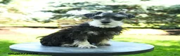 Miniature Schnauzer dogs for sale: Banner - Ad 2