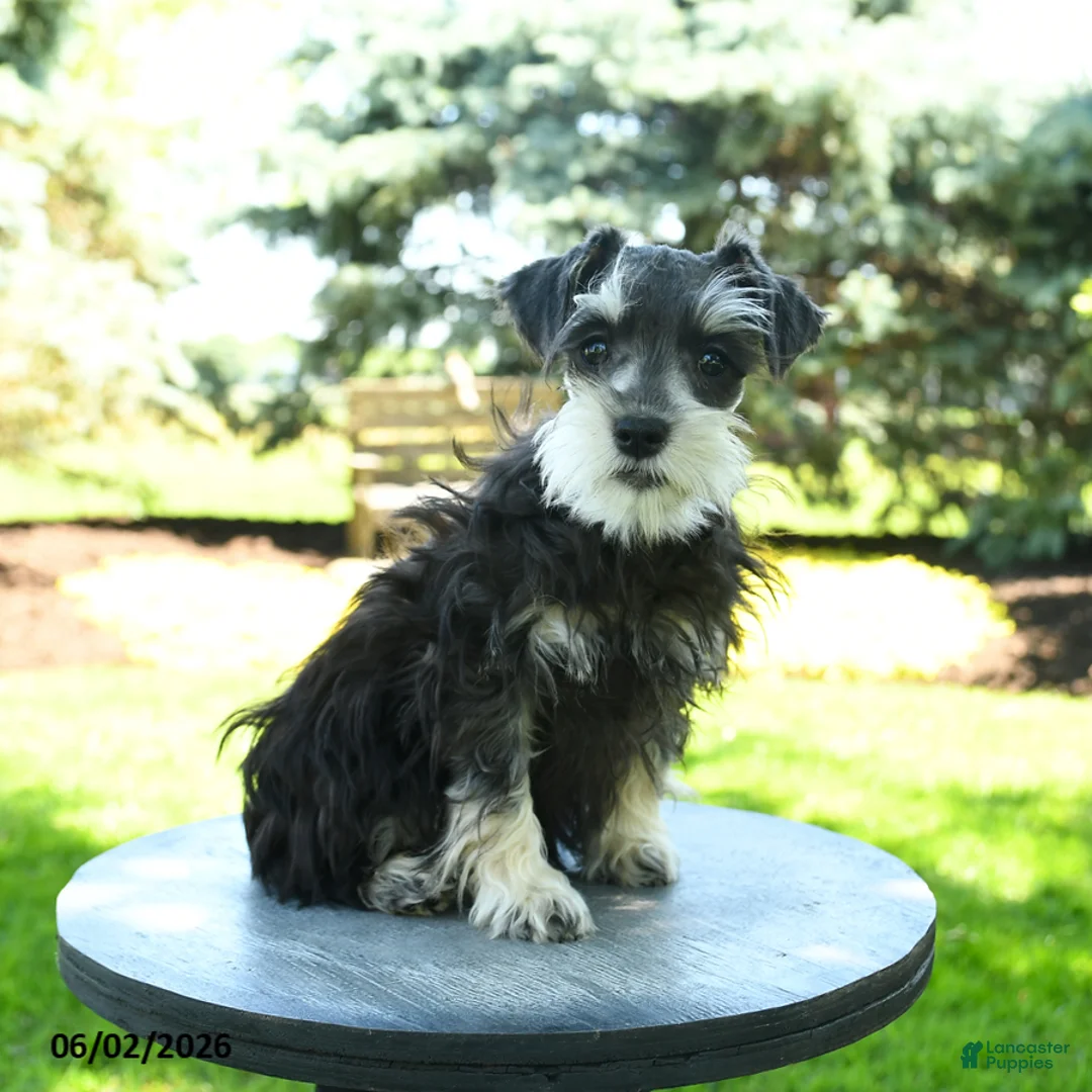 Miniature Schnauzer dogs for sale: Banner - Ad 2
