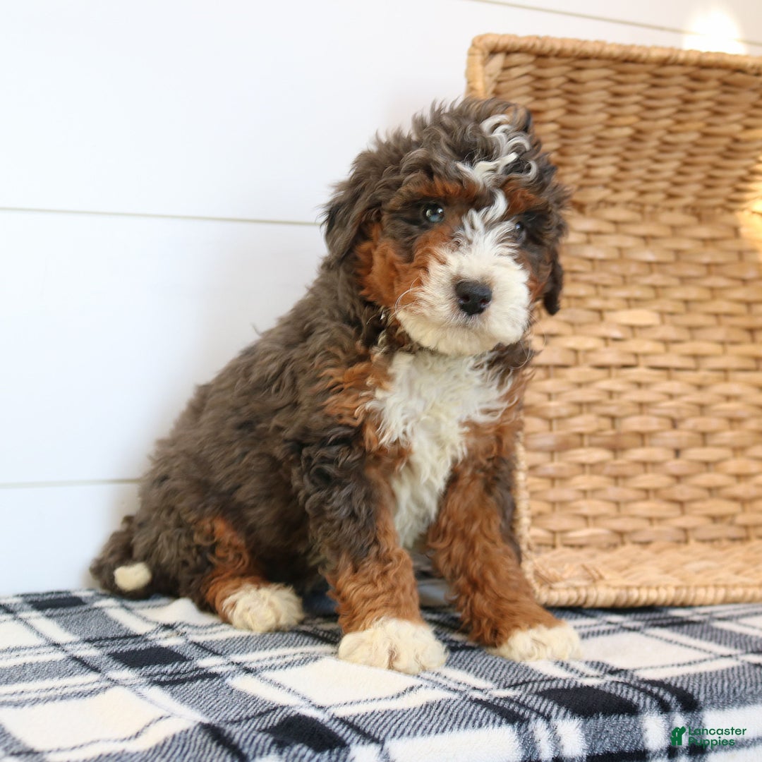 Mini Bernedoodle dogs for sale: Nelly  - Ad 2