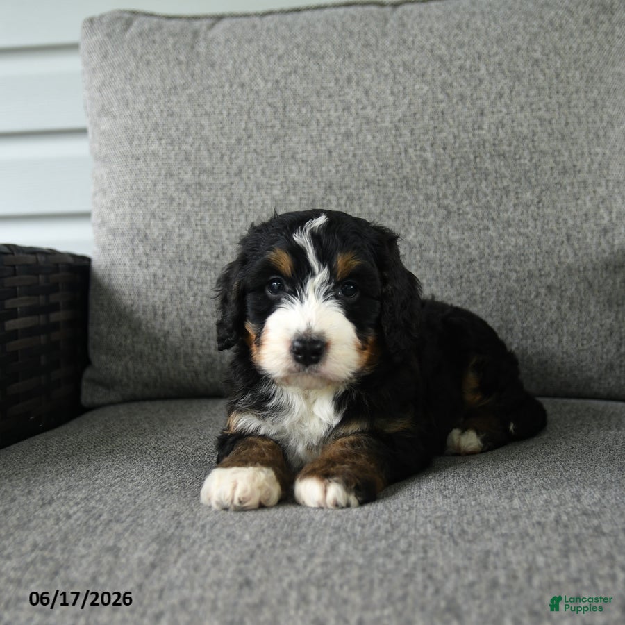 Bernedoodle dogs Stanley - Ad 2