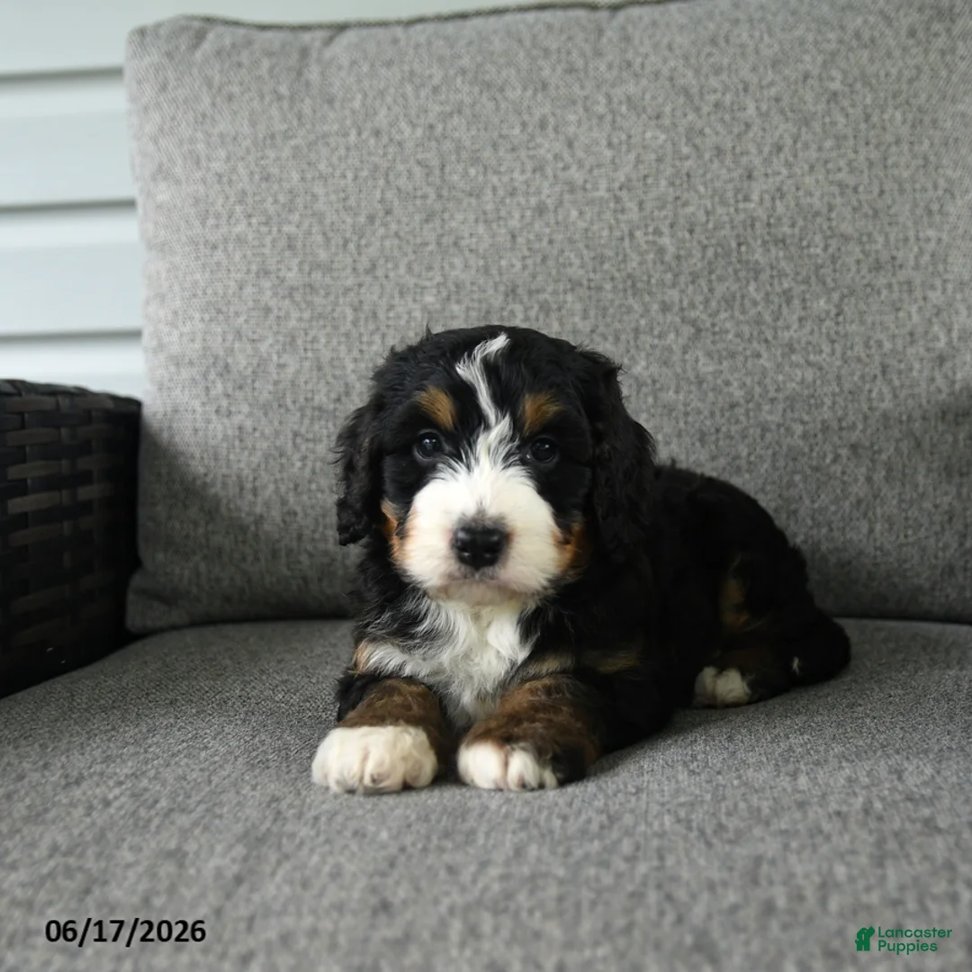 Bernedoodle dogs for sale: Stanley - Ad 2