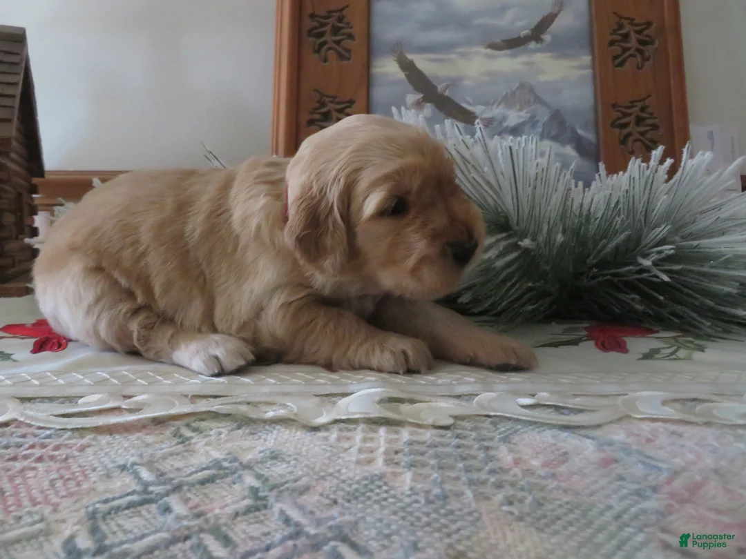 Golden Retriever dogs for sale: LINCOLN - CHAMPION LINE - Ad 8