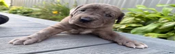 Great Dane dogs for sale: Andy  - Ad 4