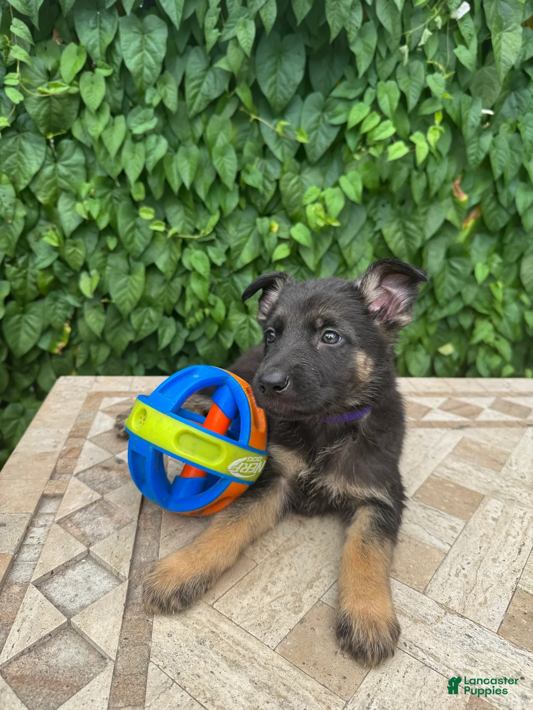 German Shepherd dogs for sale: Bentley   - Ad 2