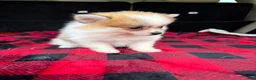 Pomeranian dogs for sale: Sally  - Ad 5