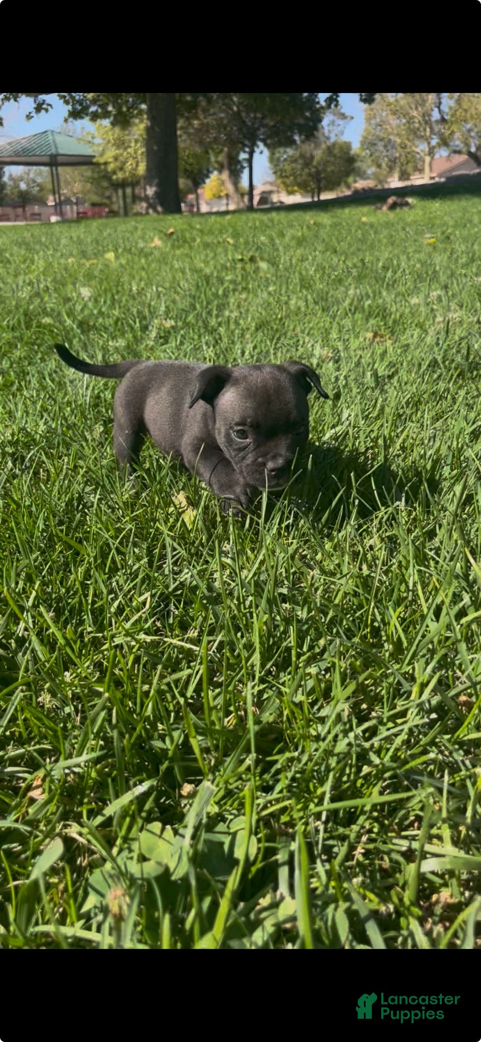 American Bully dogs American Bully 3 - Ad 20