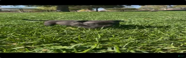 American Bully 3