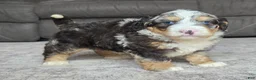 Mini Bernedoodle dogs for sale: Mini Archie  - Ad 4
