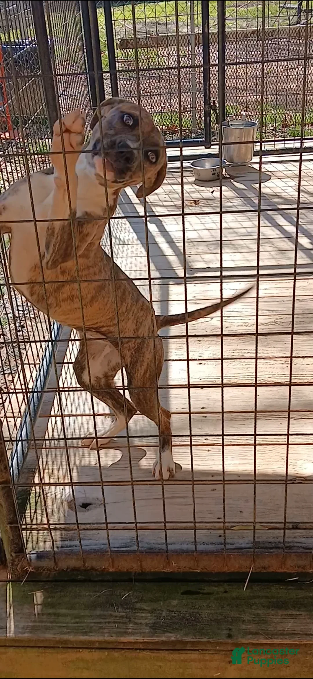 American Pit Bull Terrier dogs for sale: American Pit Bull Terrier Puppy 1 - Ad 3