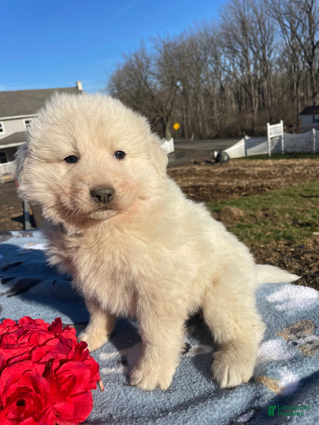 Great Pyrenees dogs for sale: Fluffy - Ad 2