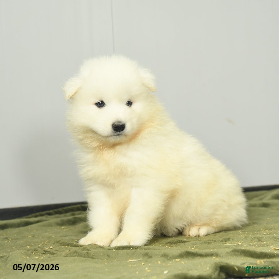 Samoyed dogs Fruitloop - Ad 1
