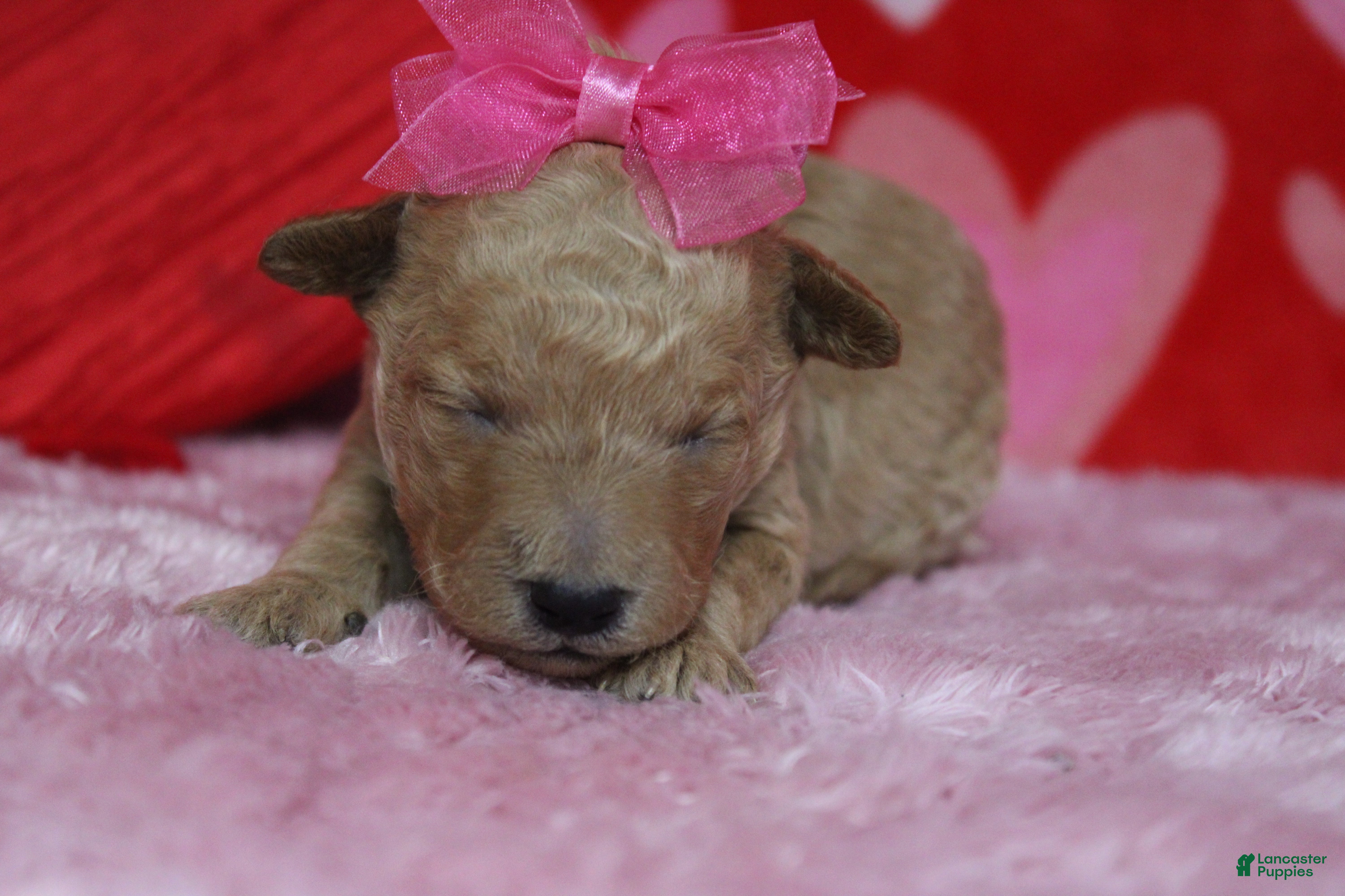 Goldendoodle dogs Yello - Ad 23