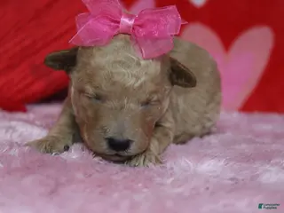 Goldendoodle dogs Yello - Ad 23