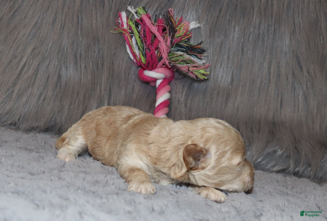 Havapoo dogs for sale: Annabelle Toy/M.👨‍👨‍👦‍👦💞🐕 - Ad 23