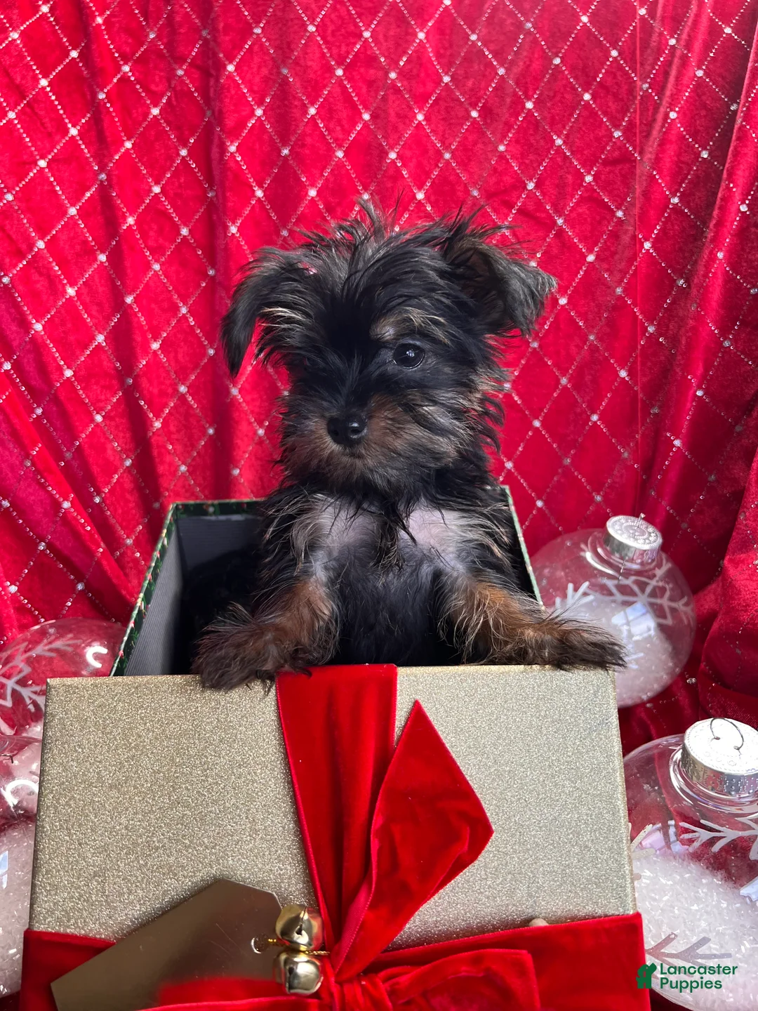 Yorkiepoo dogs for sale: Teacup Yorkie/ YorkiePin Puppy 3 - Ad 4