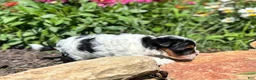 Biewer Terrier dogs for sale: Biewer Terrier 3 - Ad 5