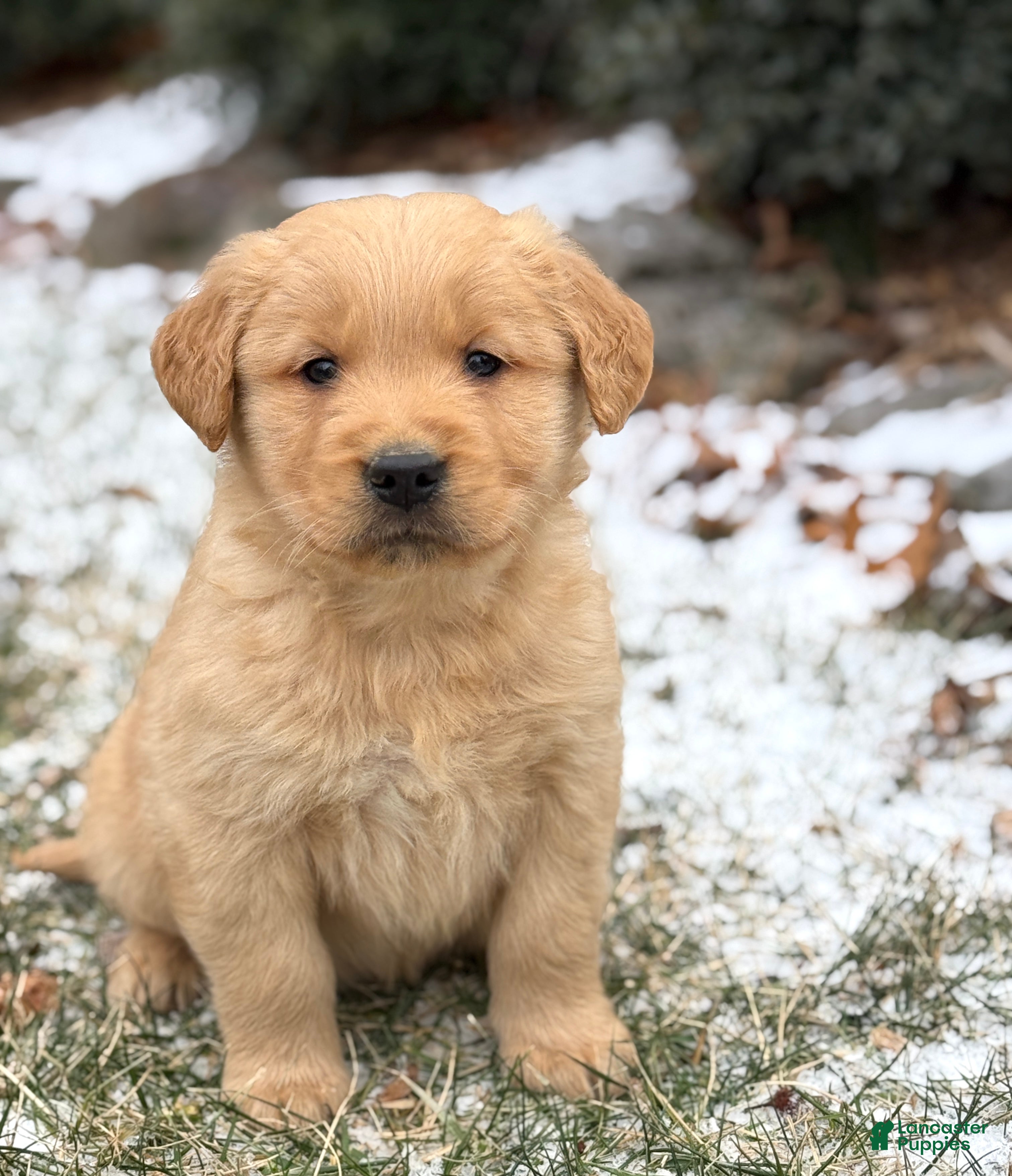 Golden Retriever dogs Sonic - Ad 11