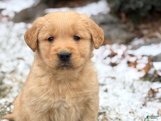 Golden Retriever dogs Sonic - Ad 19