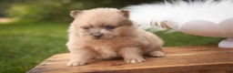 Pomeranian dogs for sale: Berlioz Pomeranian  - Ad 8