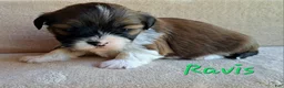 Lhasa Apso dogs for sale: AKC Ravis - Ad 5