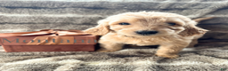 Goldendoodle dogs for sale: Montana  - Ad 1