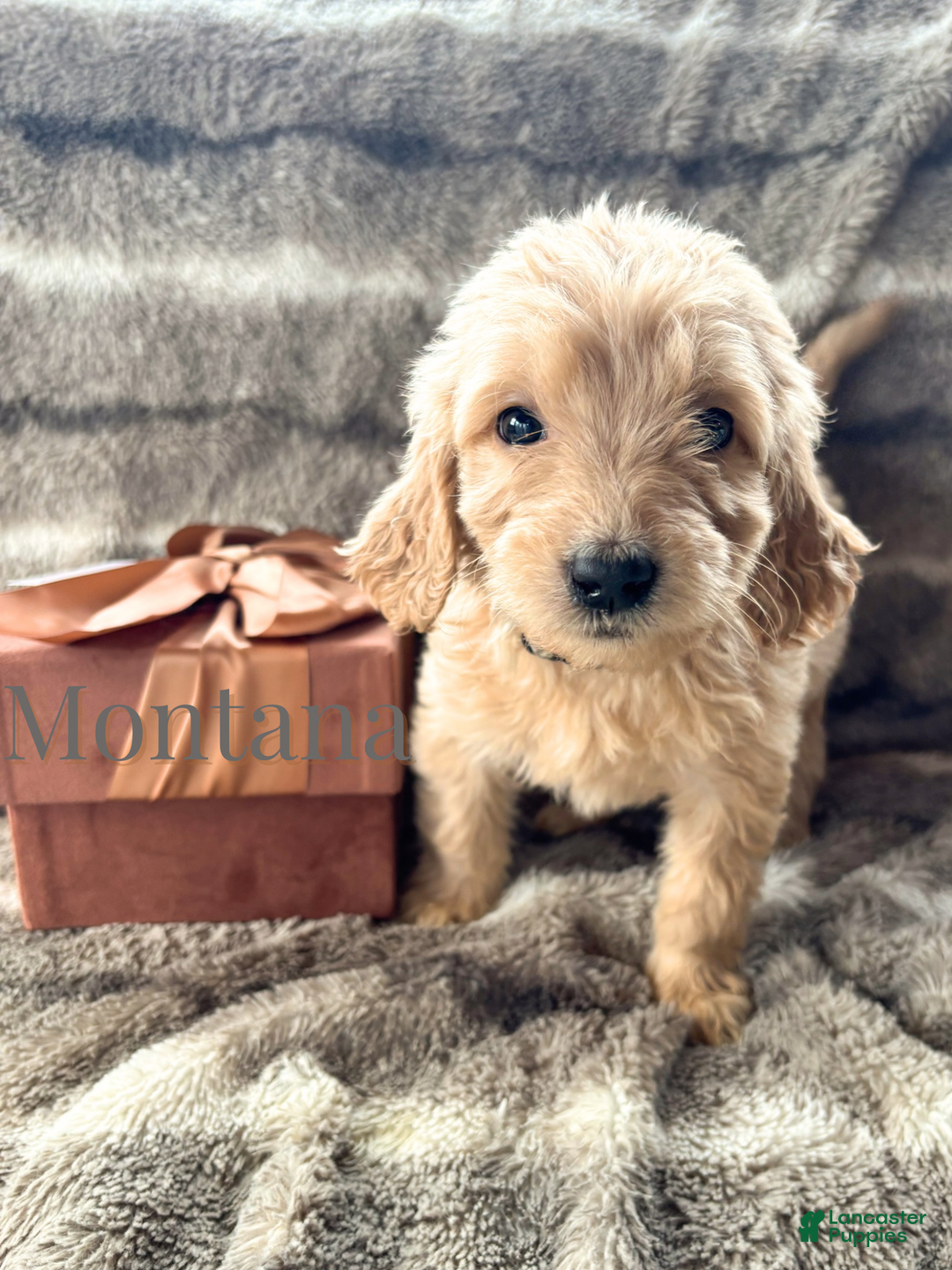 Goldendoodle dogs for sale: Montana  - Ad 1