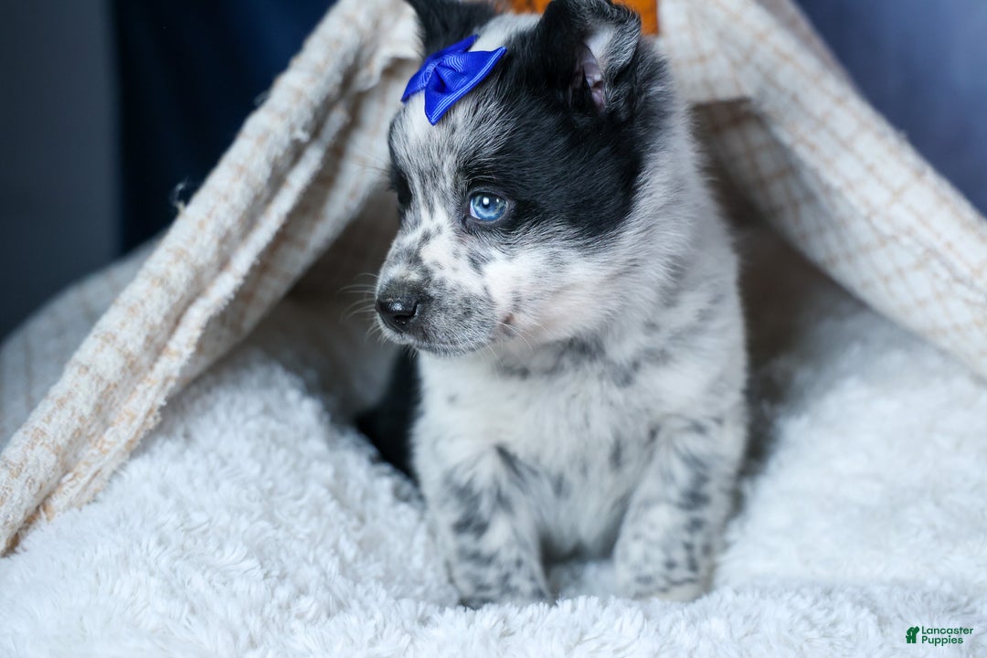 Mixed Breed dogs for sale: DIAMOND - Ad 7