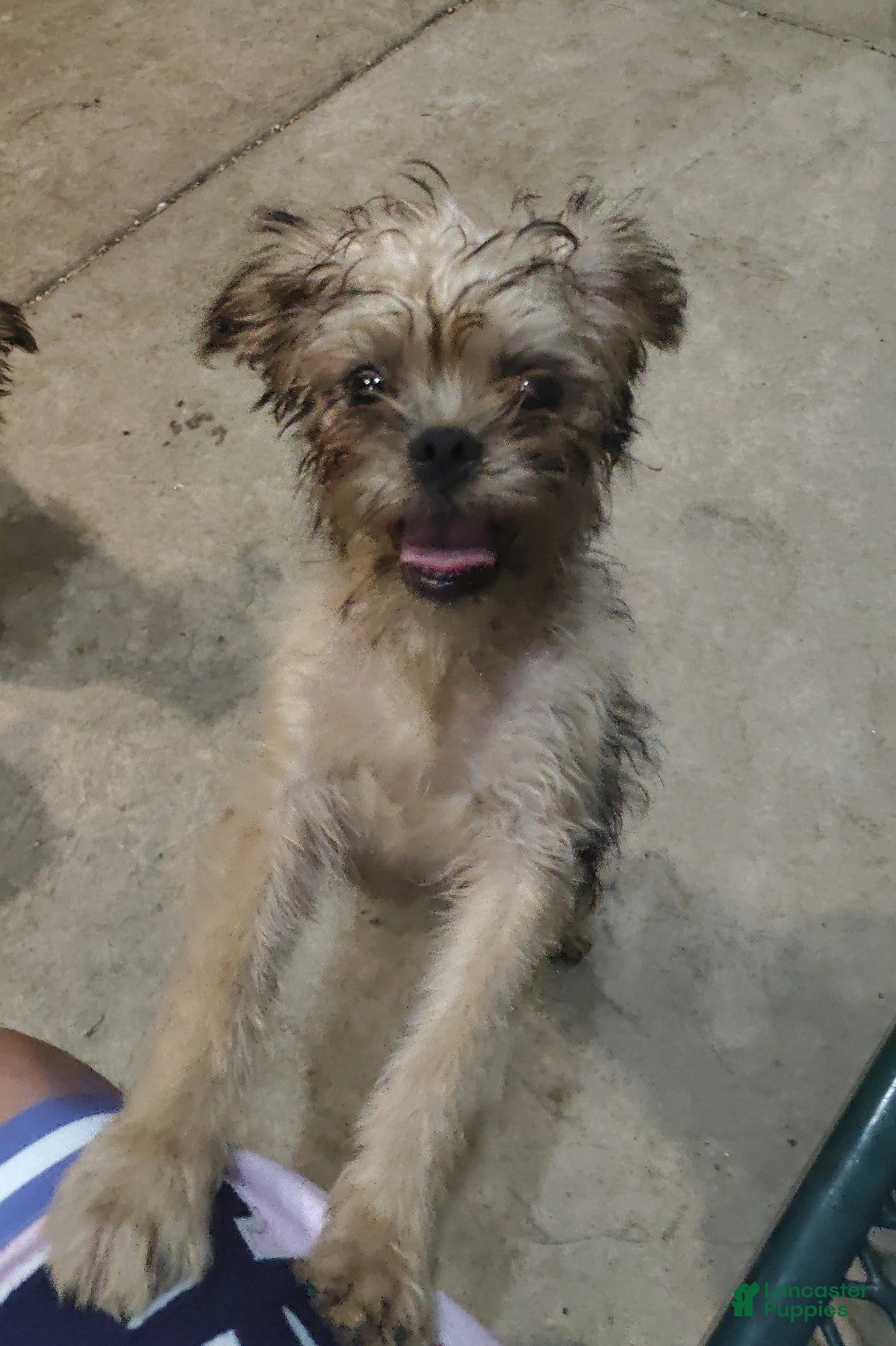 Brussels Griffon dogs Fatboy - Ad 8