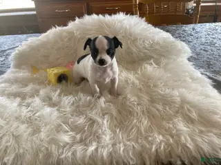 Chihuahua dogs for sale: Sugar Baby - Ad 3