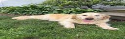 Golden Retriever dogs for sale: Golden Retriever 5 - Ad 2