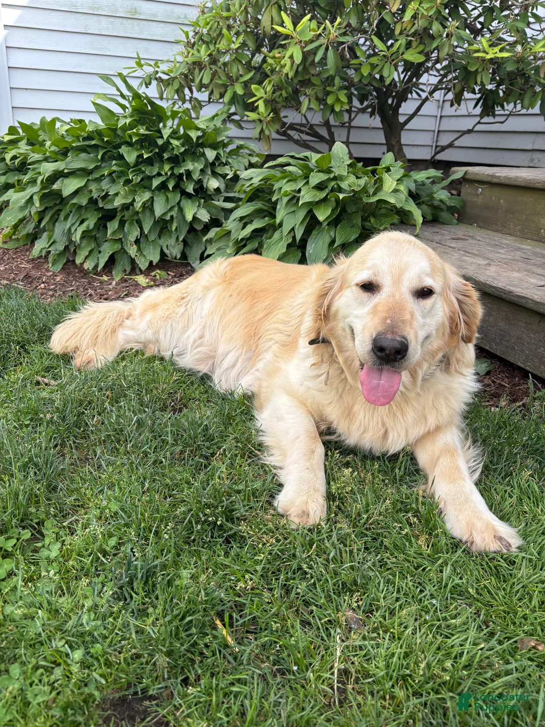 Golden Retriever dogs for sale: Golden Retriever 5 - Ad 2
