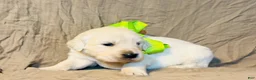 Golden Retriever dogs for sale: Green Boy - Ad 1