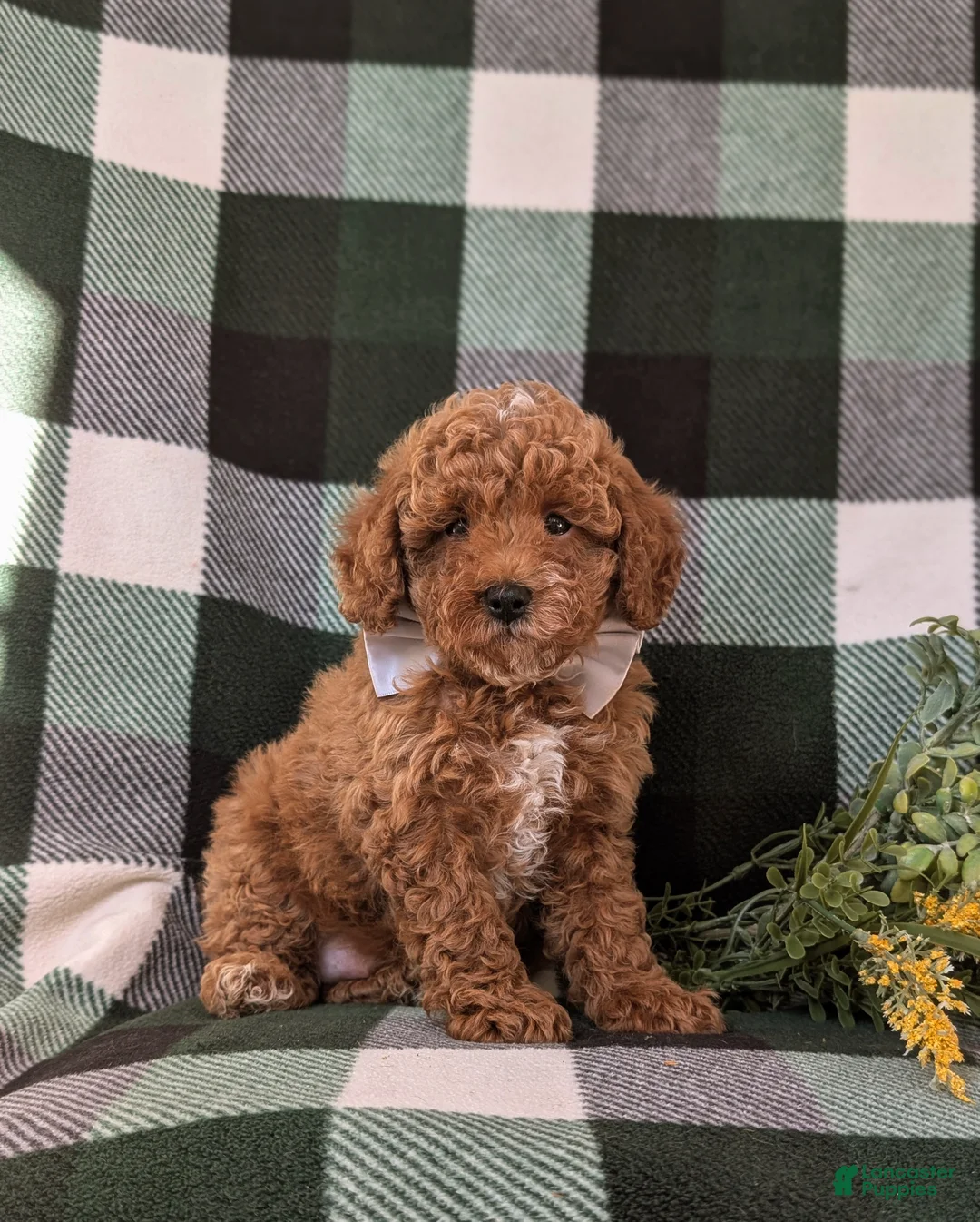 Miniature Poodle dogs for sale: Dannie 10 lbs FUll Grown - Ad 3