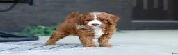 Cavapoo dogs for sale: Kobe - Ad 5