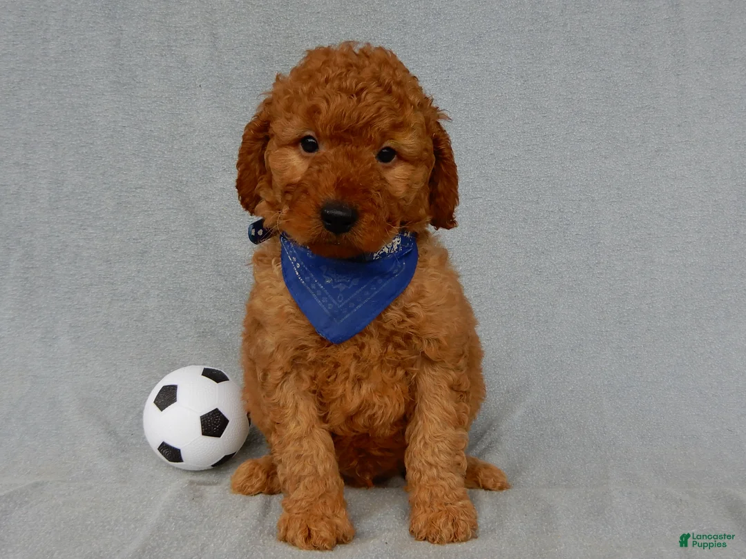 Mini Goldendoodle dogs for sale: Finley-MEDIUM - Ad 2