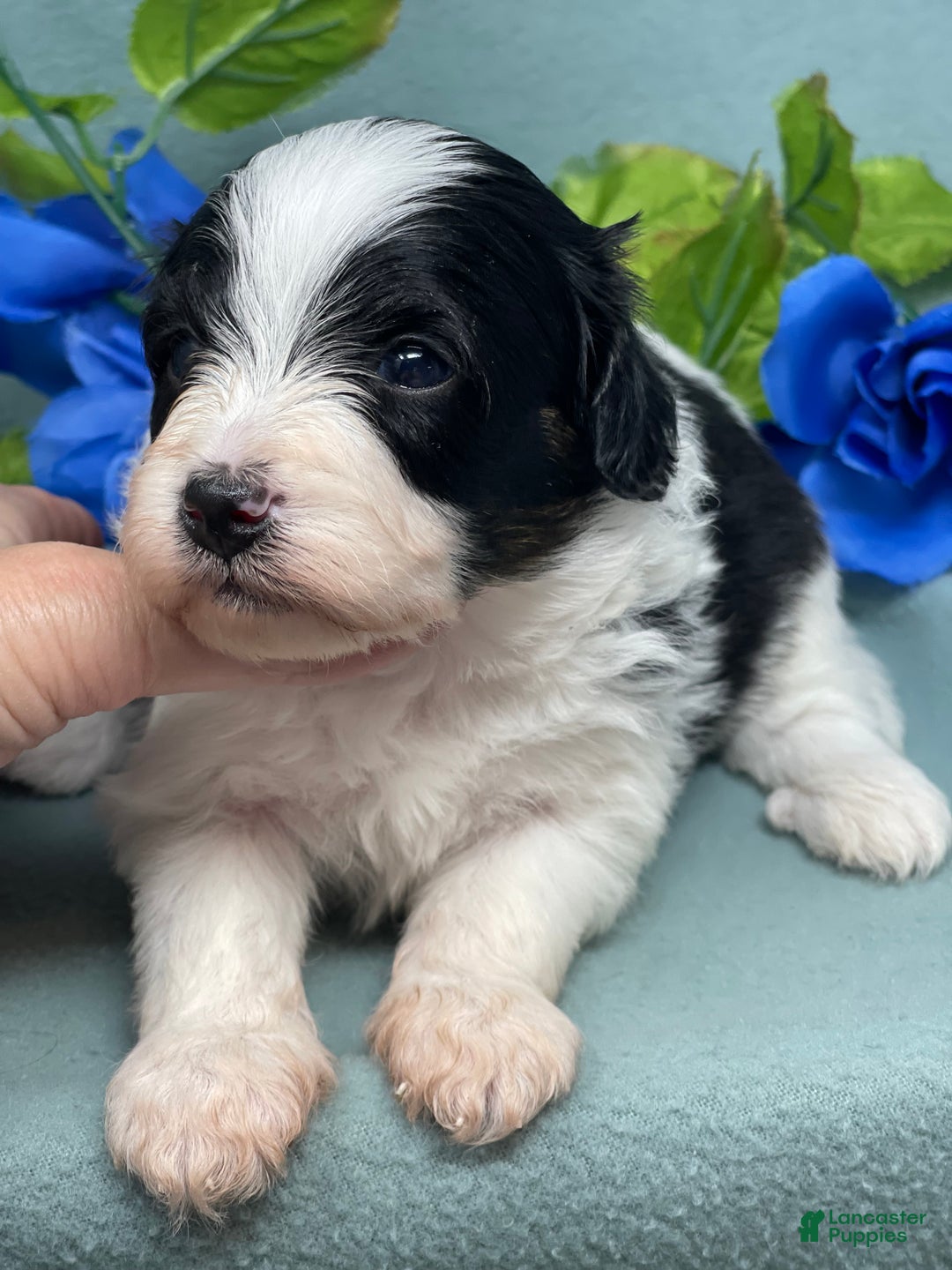 Mixed Breed dogs for sale: Kevin - Ad 3