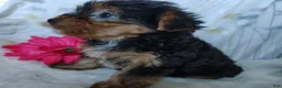 Yorkshire Terrier dogs for sale: June bug - Ad 4