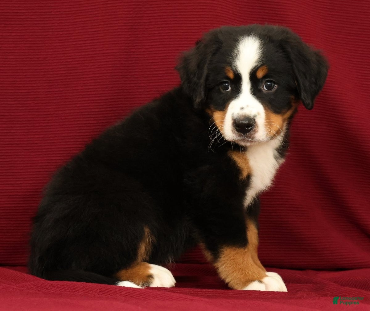 Bernese Mountain Dog dogs Zack - Ad 2