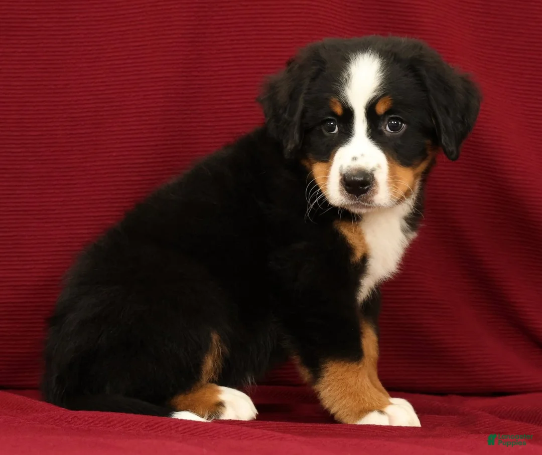 Bernese Mountain Dog dogs for sale: Zack - Ad 2