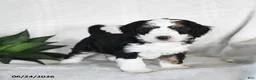 Bernedoodle dogs for sale: Cosmo  - Ad 1