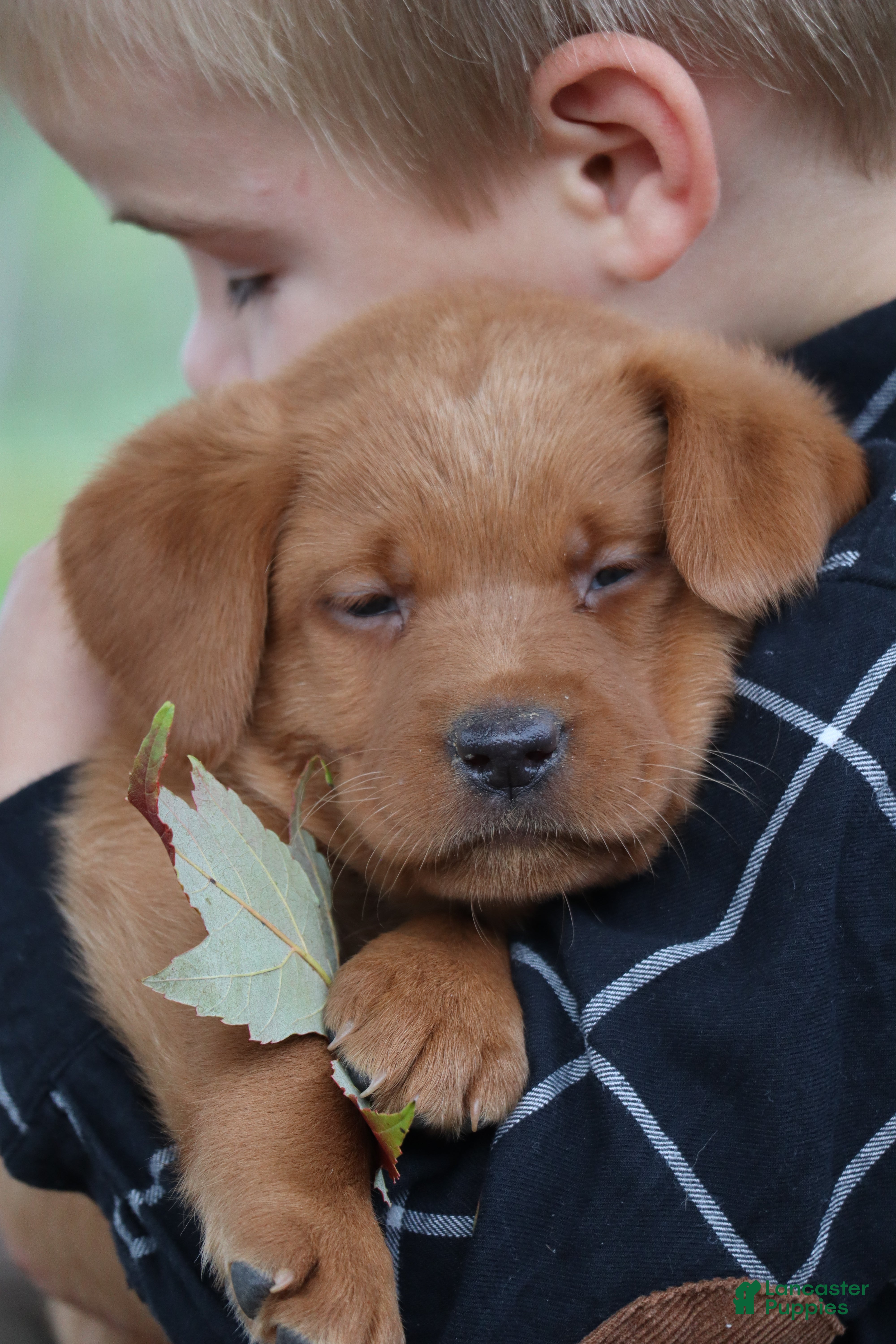 Pumpkin (Labrador, Female) in Bernville, PA